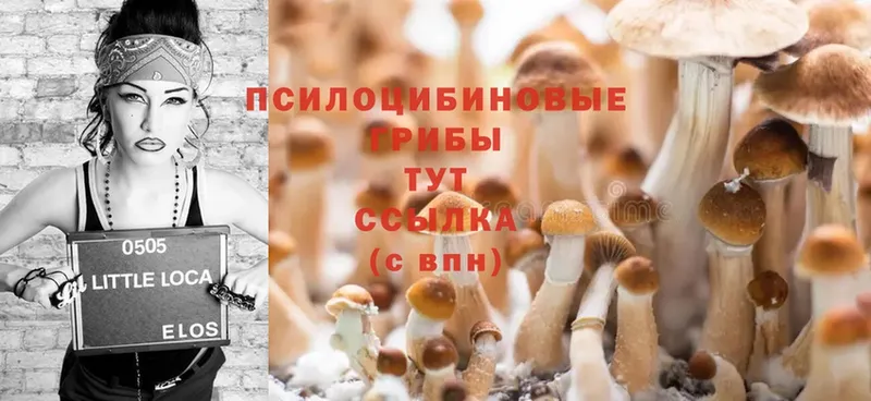 Галлюциногенные грибы Cubensis  Мосальск 